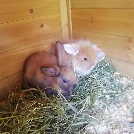 Raffelwirt 호텔 Deutschgriffen