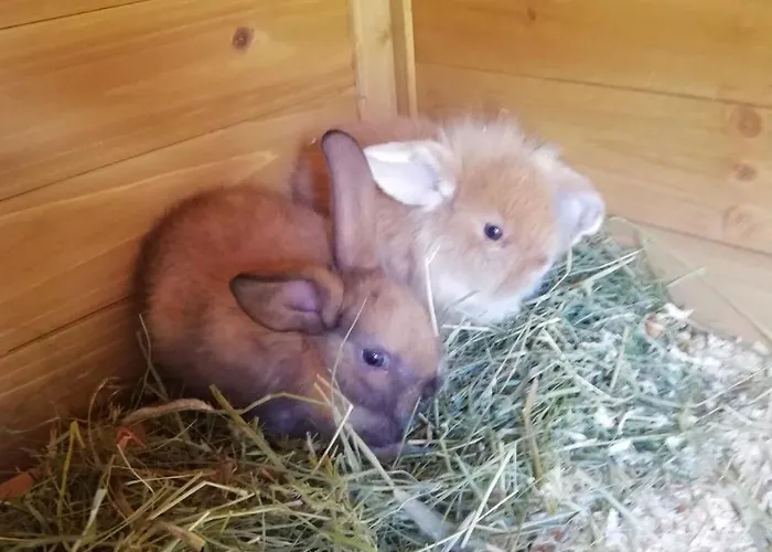 Raffelwirt מלון Deutschgriffen