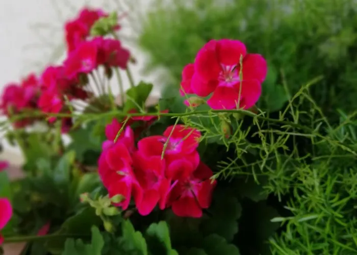 מלון Raffelwirt *